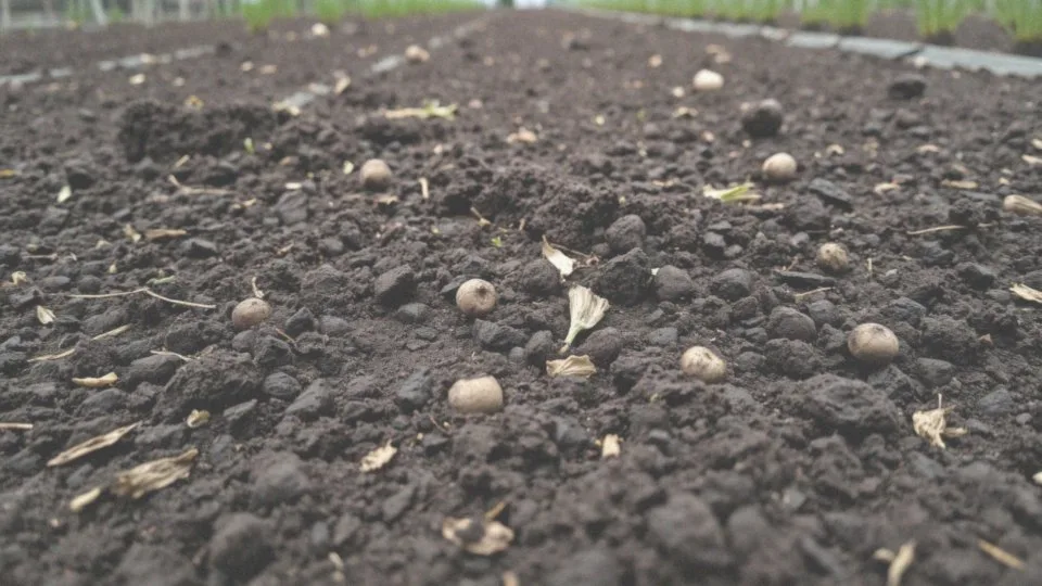 Jakie nawozy organiczne warto używać przed posadzeniem truskawek?