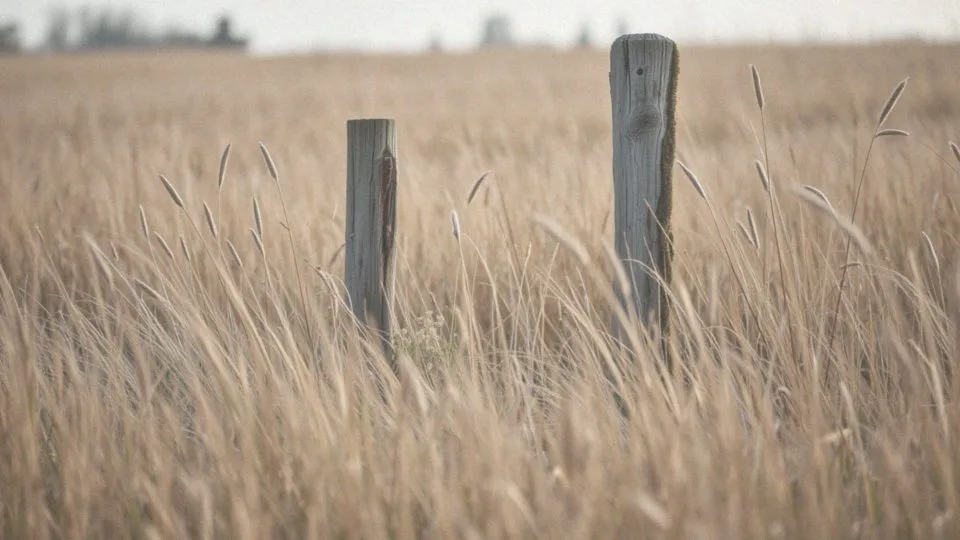 Jak ptaki posługują się słuchem do lokalizacji pokarmu?