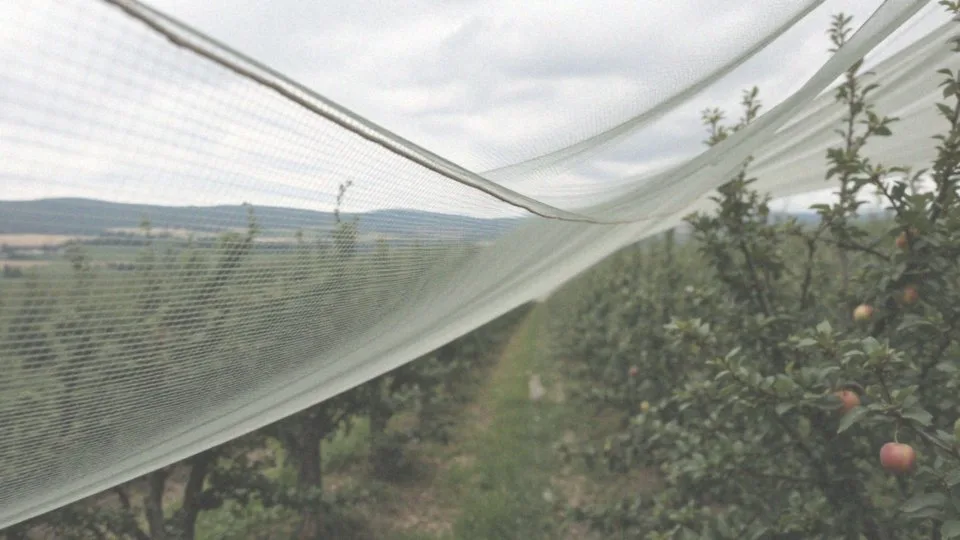 Jakie są wymiary siatki na ptaki 10x20?